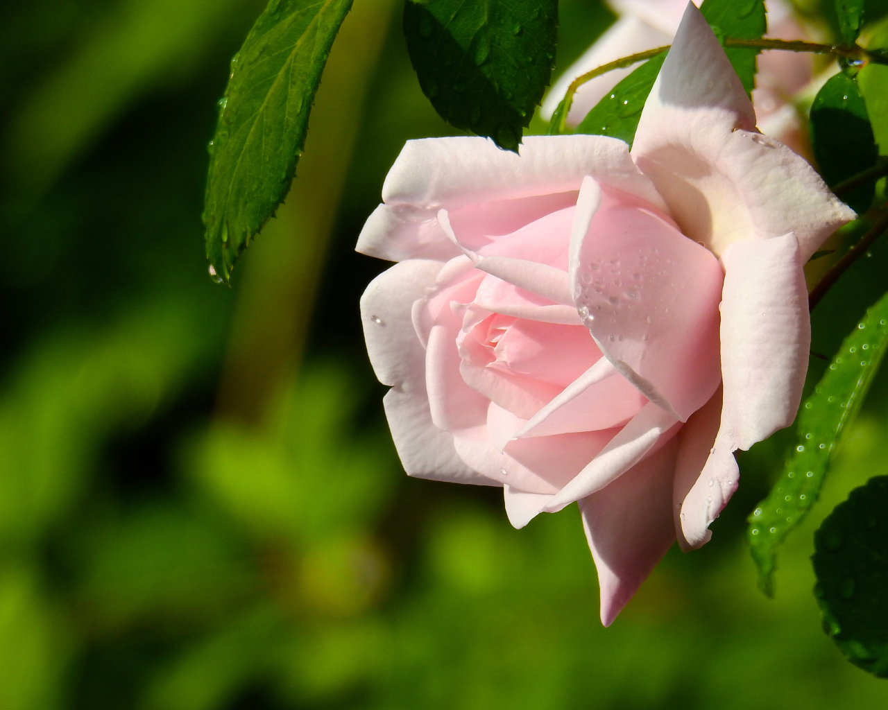 Красивая розовая роза в каплях росы крупным планом