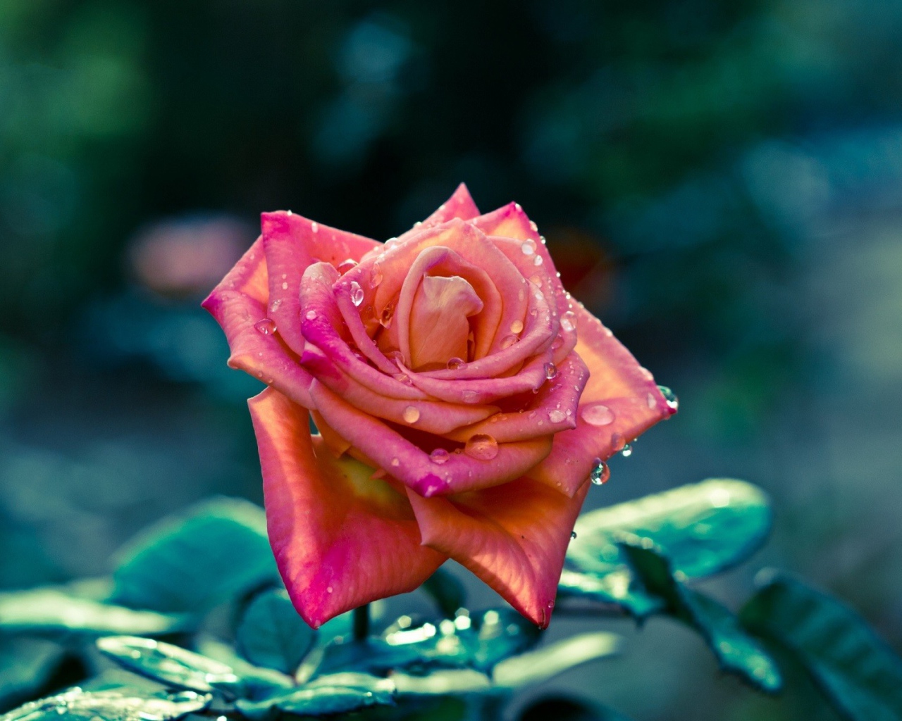 Красивая розовая роза в каплях росы 