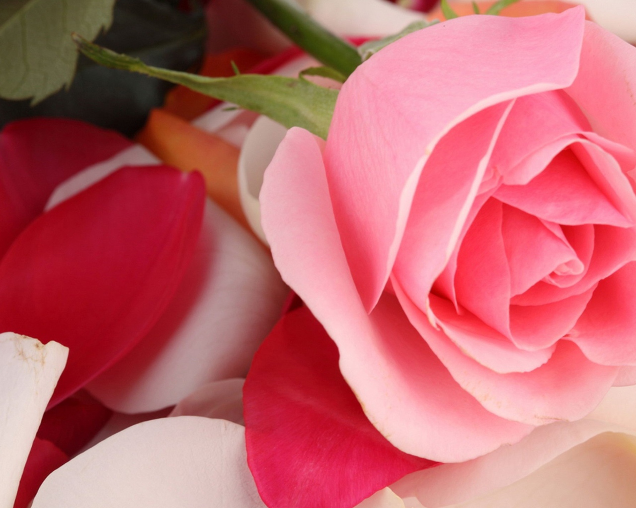 Красивая розовая роза лежит на лепестках 