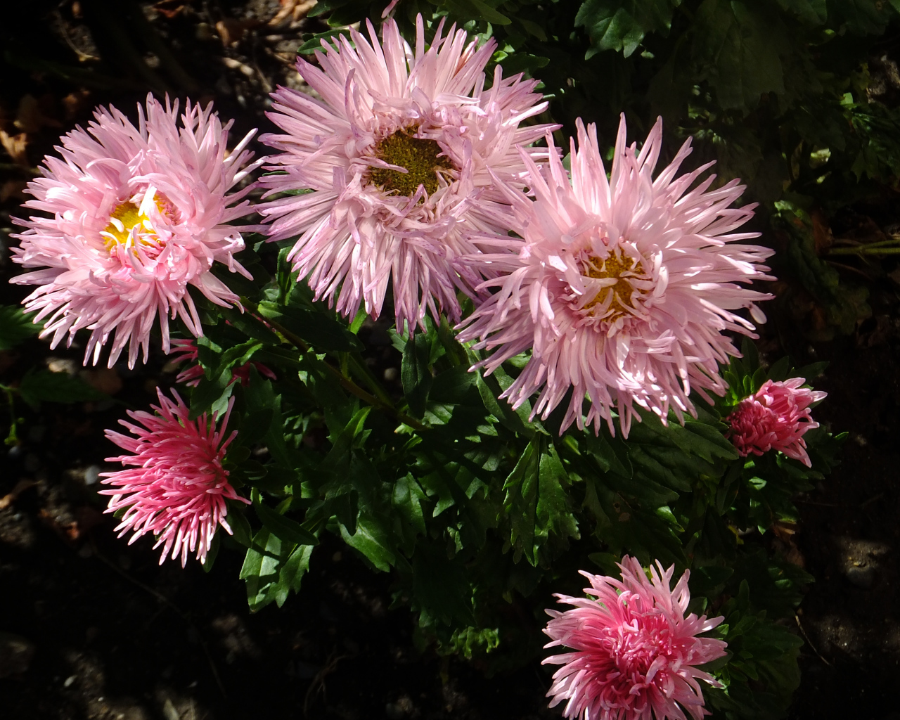 Красивые розовые розы на клумбе крупным планом