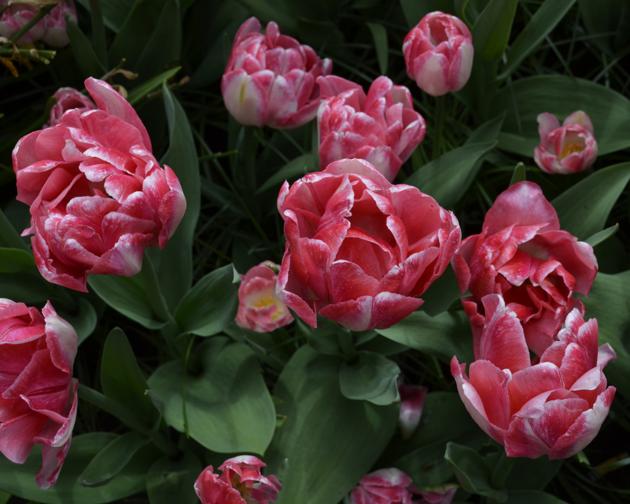 Красивые розовые тюльпаны вид сверху