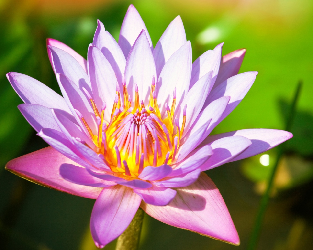 Красивый розовый цветок  водяной лилии крупным планом