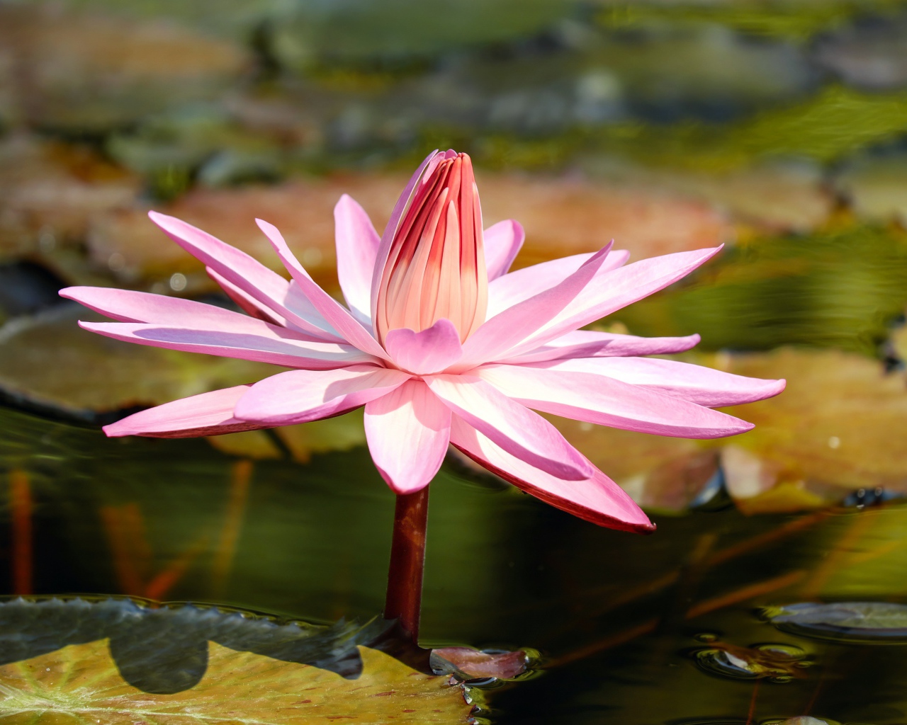 Красивая розовая водяная лилия в пруду