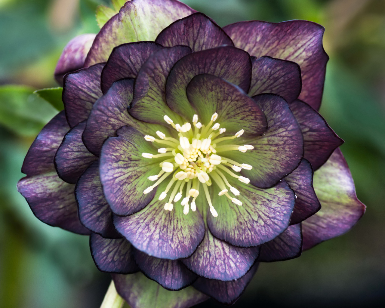 Красивый фиолетовый цветок морозник крупным планом 