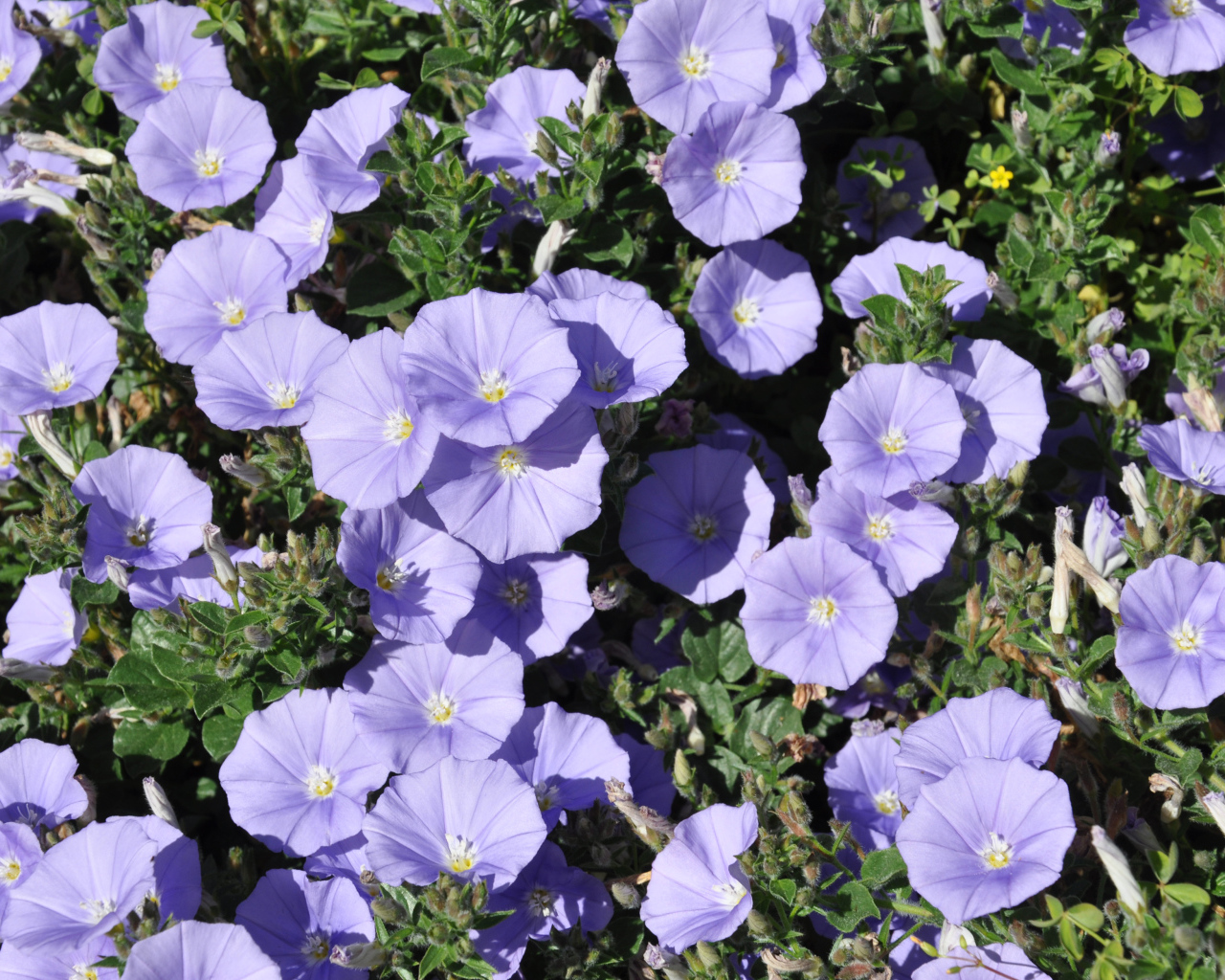 Красивые фиолетовые цветы петуния в саду