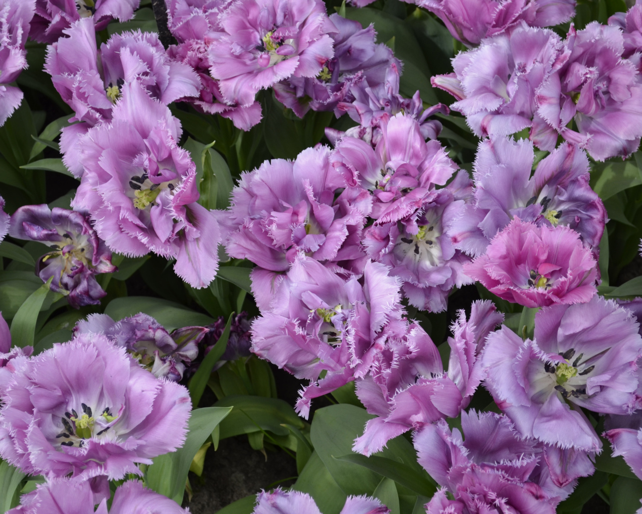 Красивые фиолетовые цветы тюльпаны крупным планом