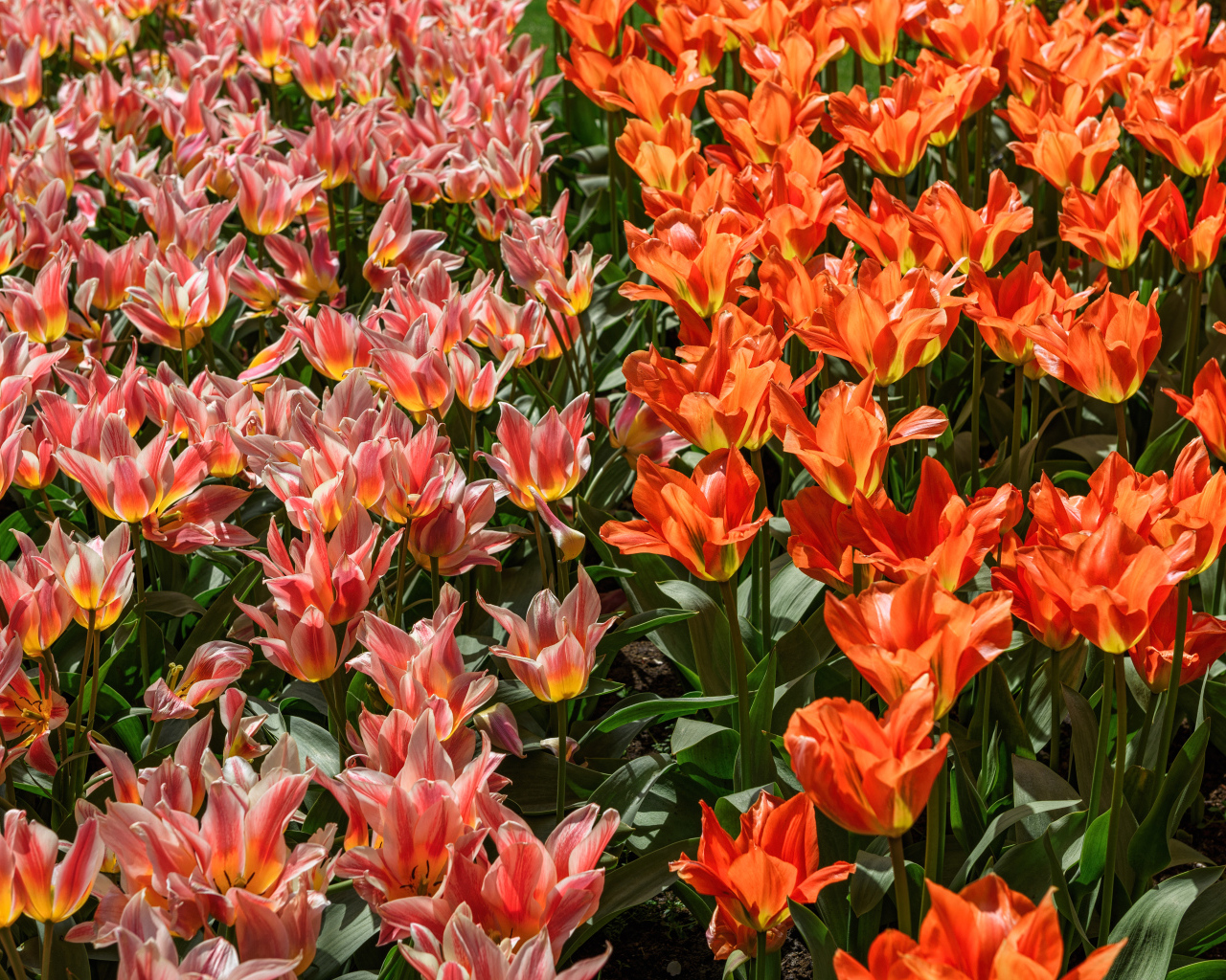 Красивые красные и розовые тюльпаны на клумбе 