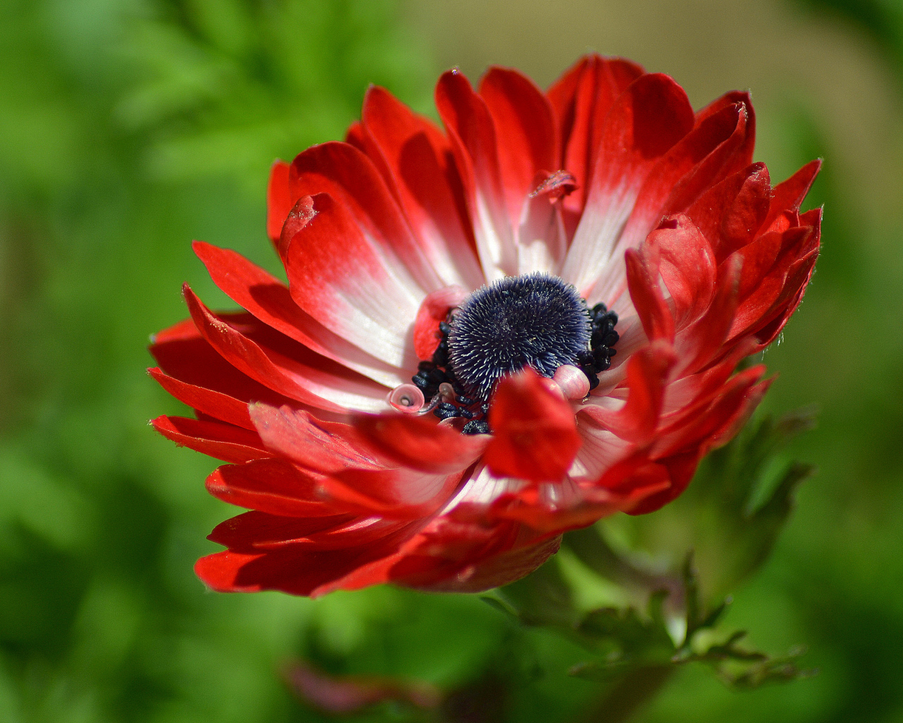 Красивый красный цветок Анемона крупным планом 