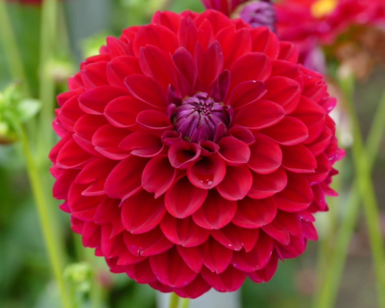 Красивый красный  цветок георгин