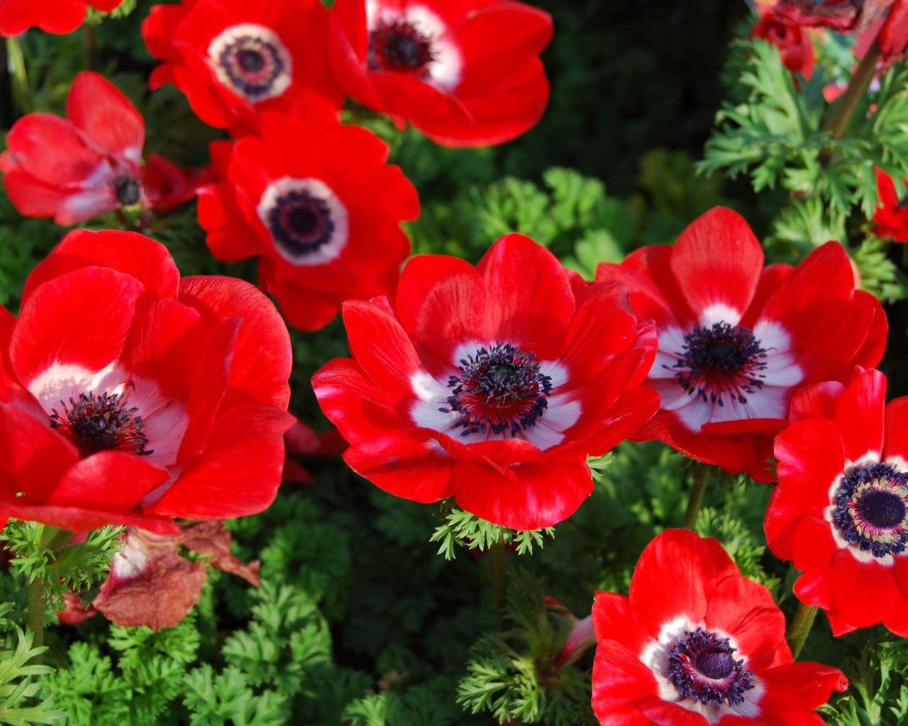 Красивые красные цветы Анемоны на клумбе
