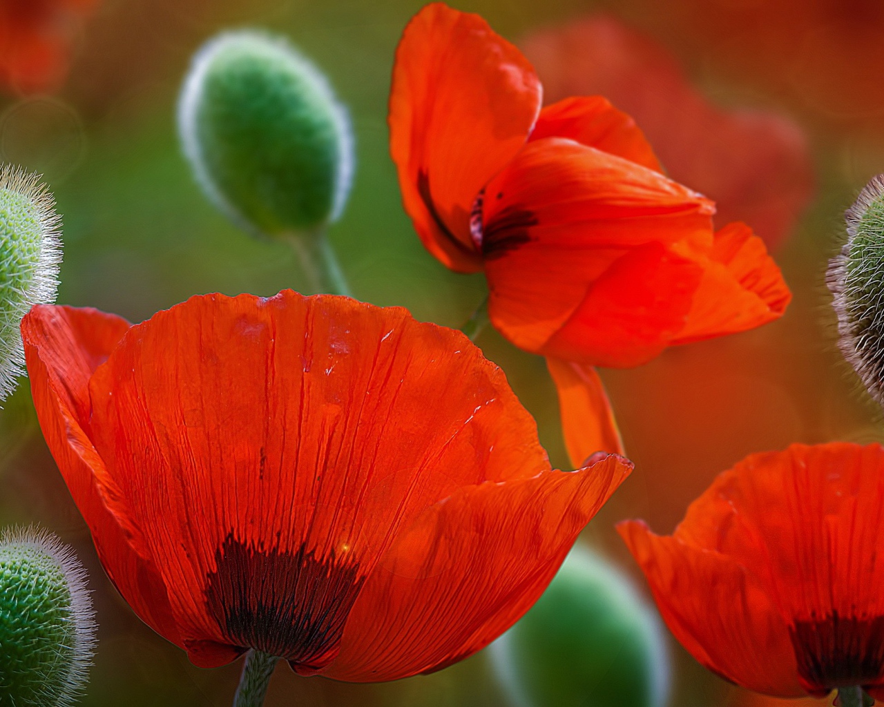 Красивые красные цветы маки 