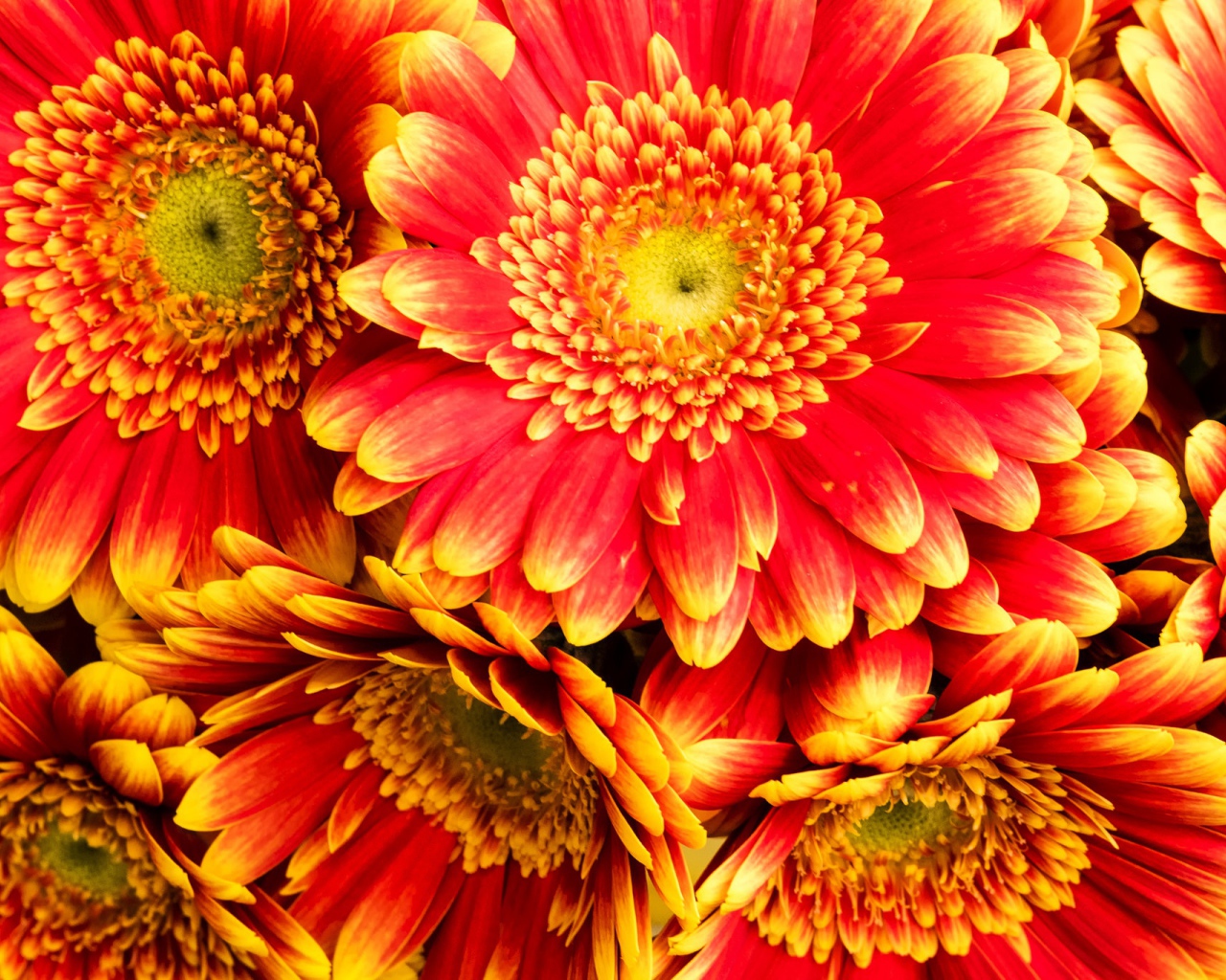 Красивые красные герберы 