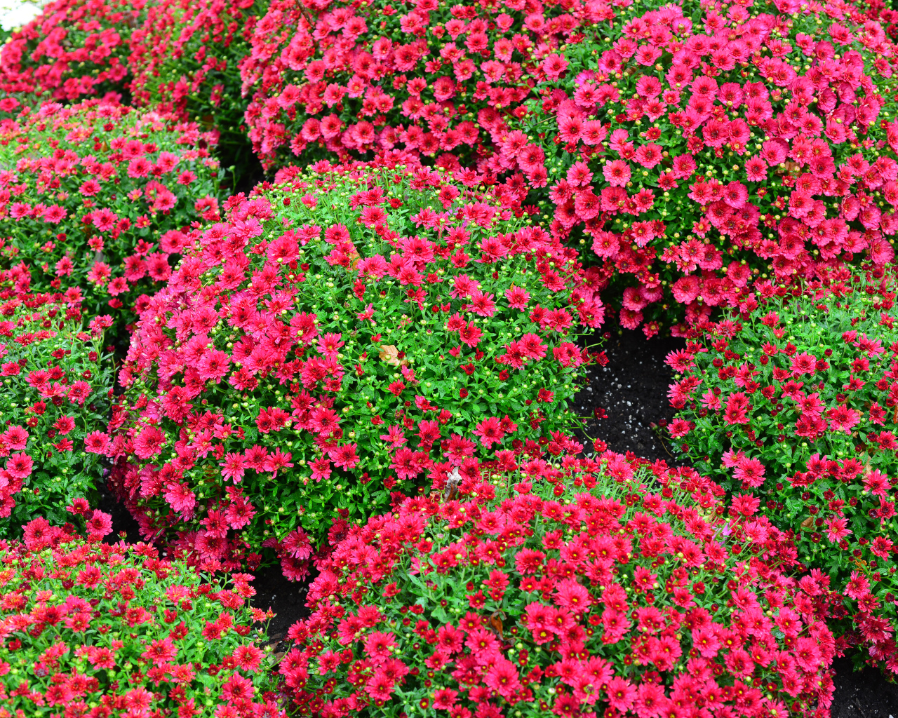 Красивые красные шаровидные хризантемы на клумбе