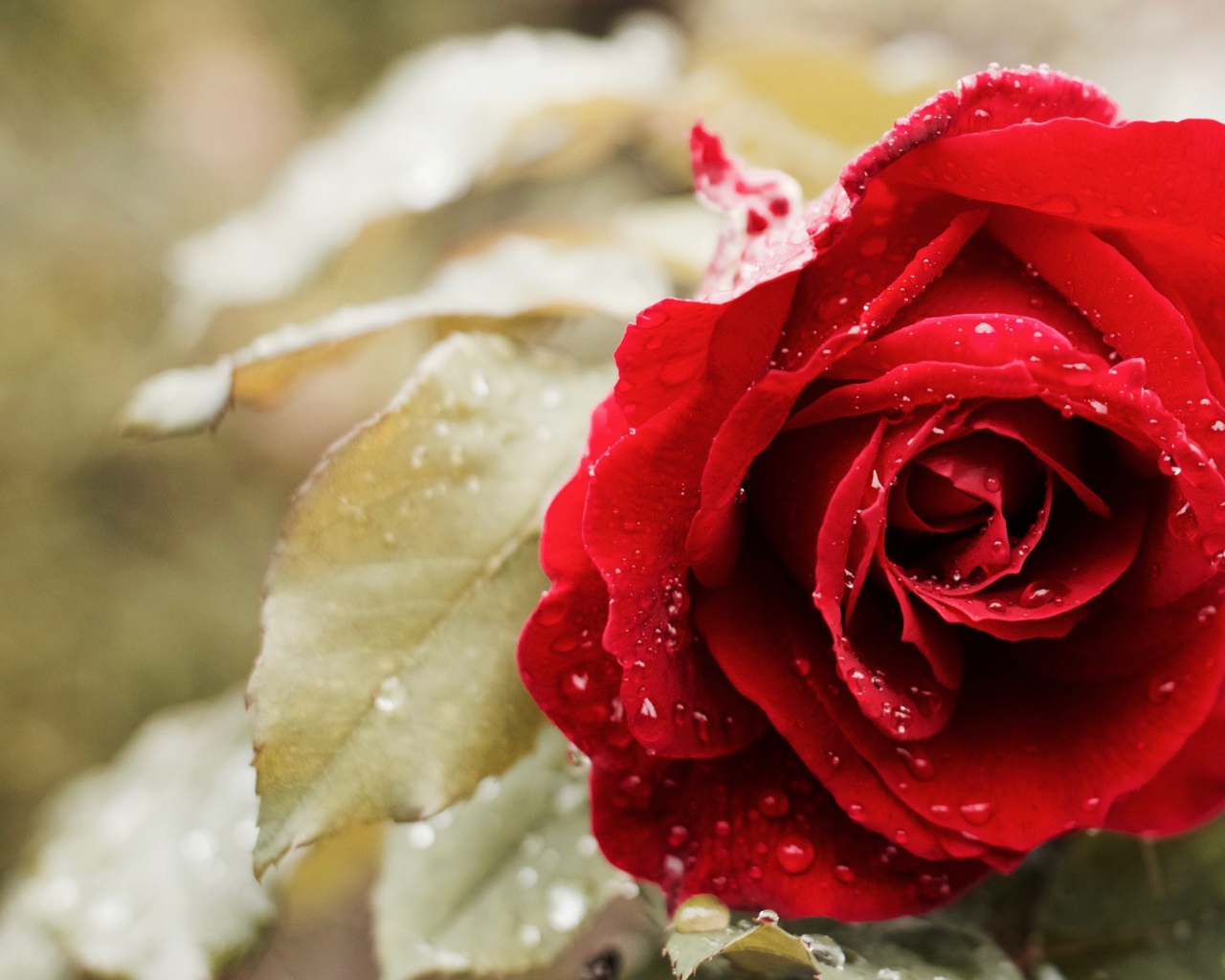 Красивая красная роза в капельках росы 