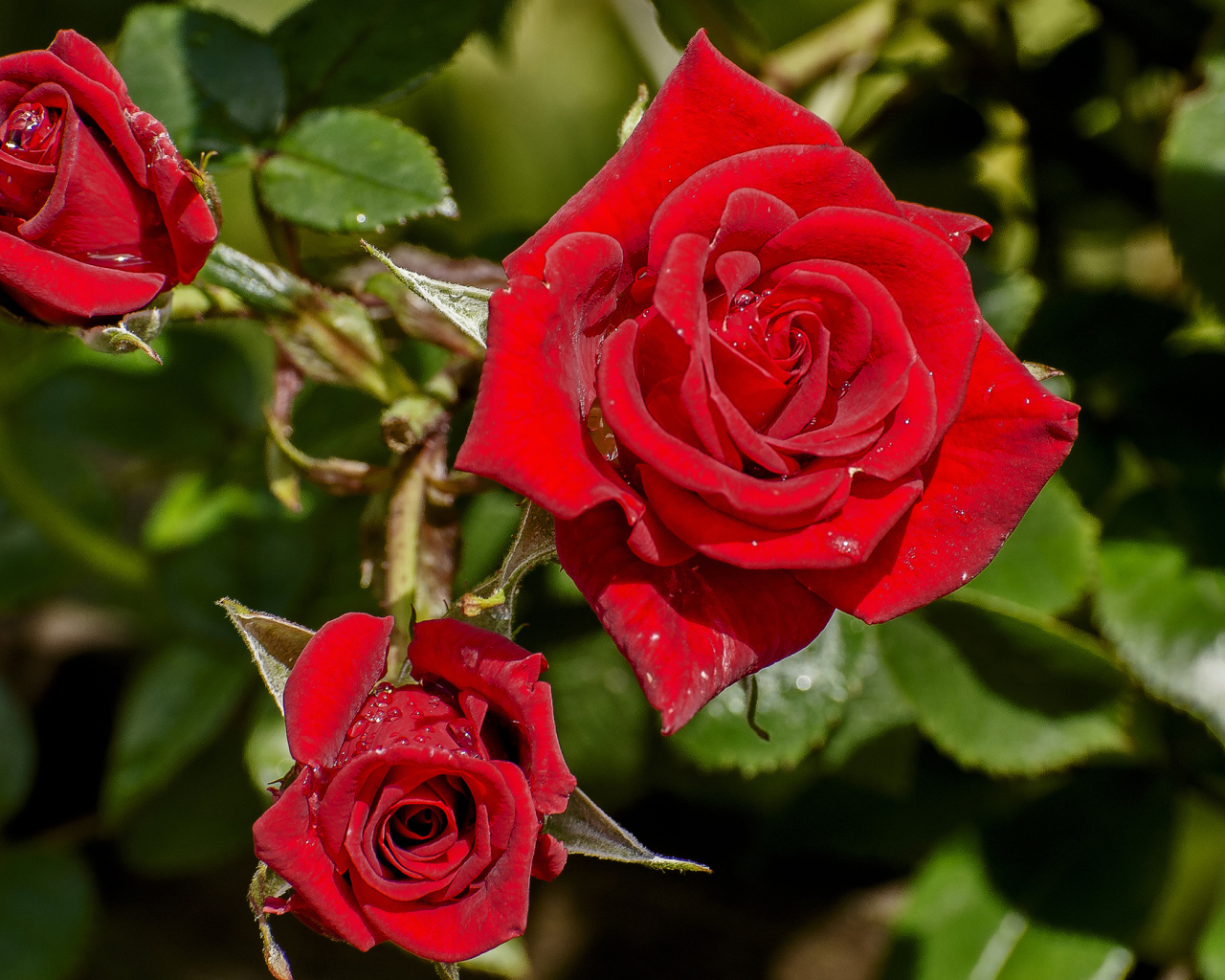 Красивые красные розы в каплях росы на клумбе