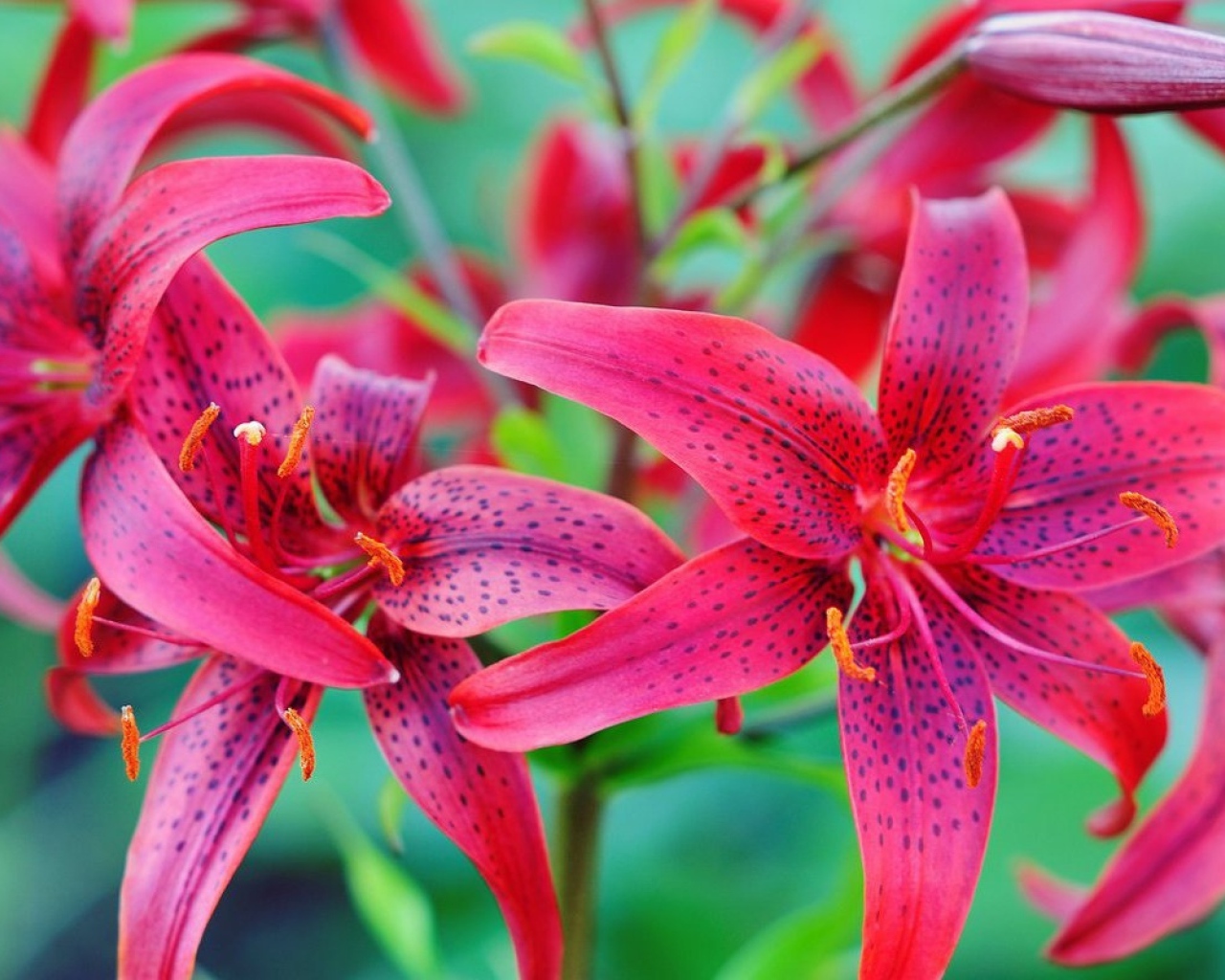 Красивые красные пятнистые лилии