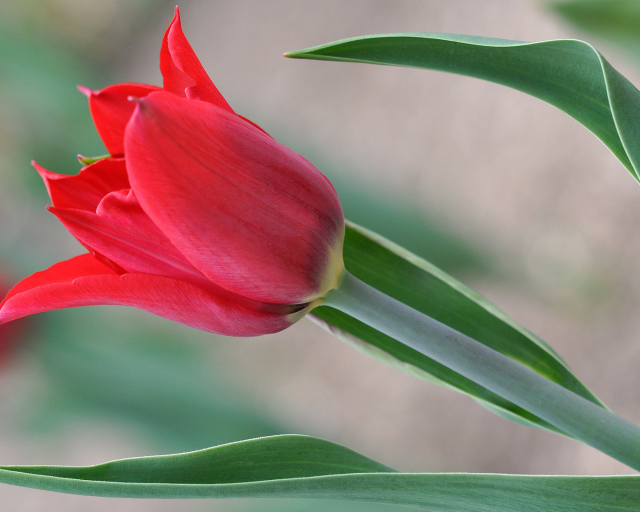 Красивый красный тюльпан 