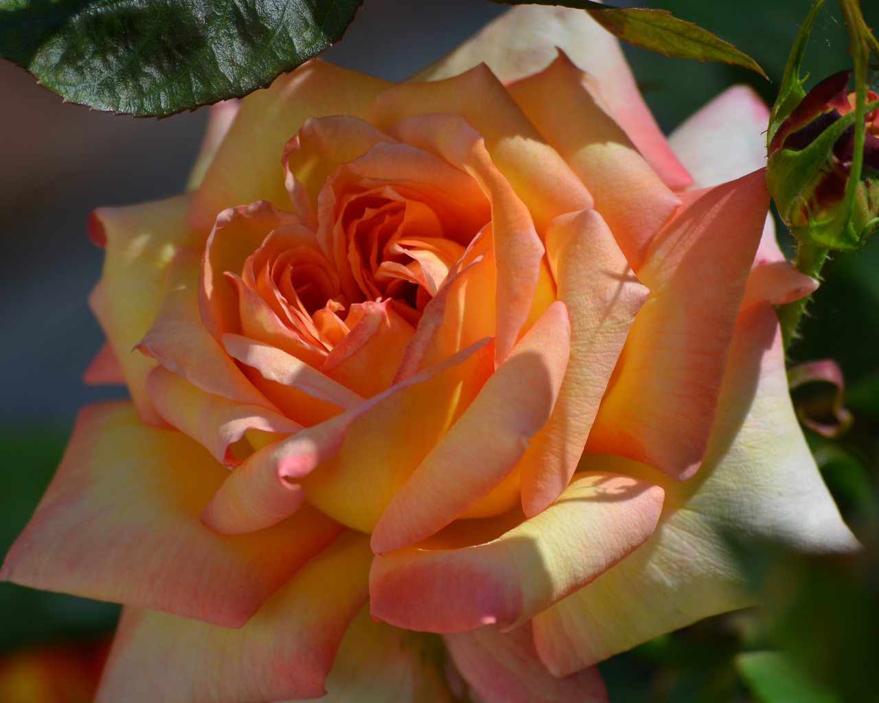 Красивая роза крупным планом 