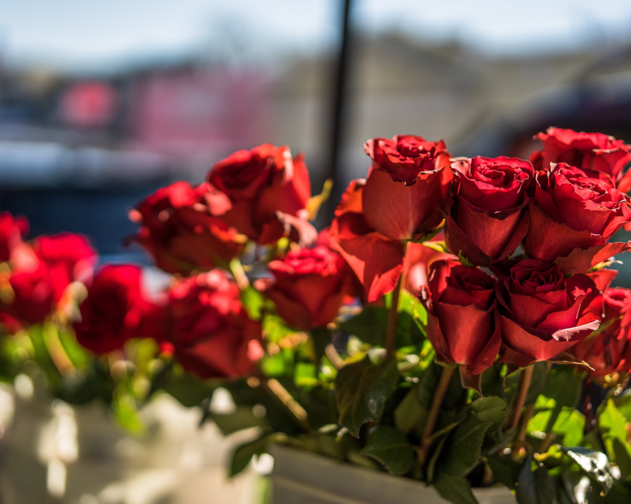 Красивые розы с красными лепестками