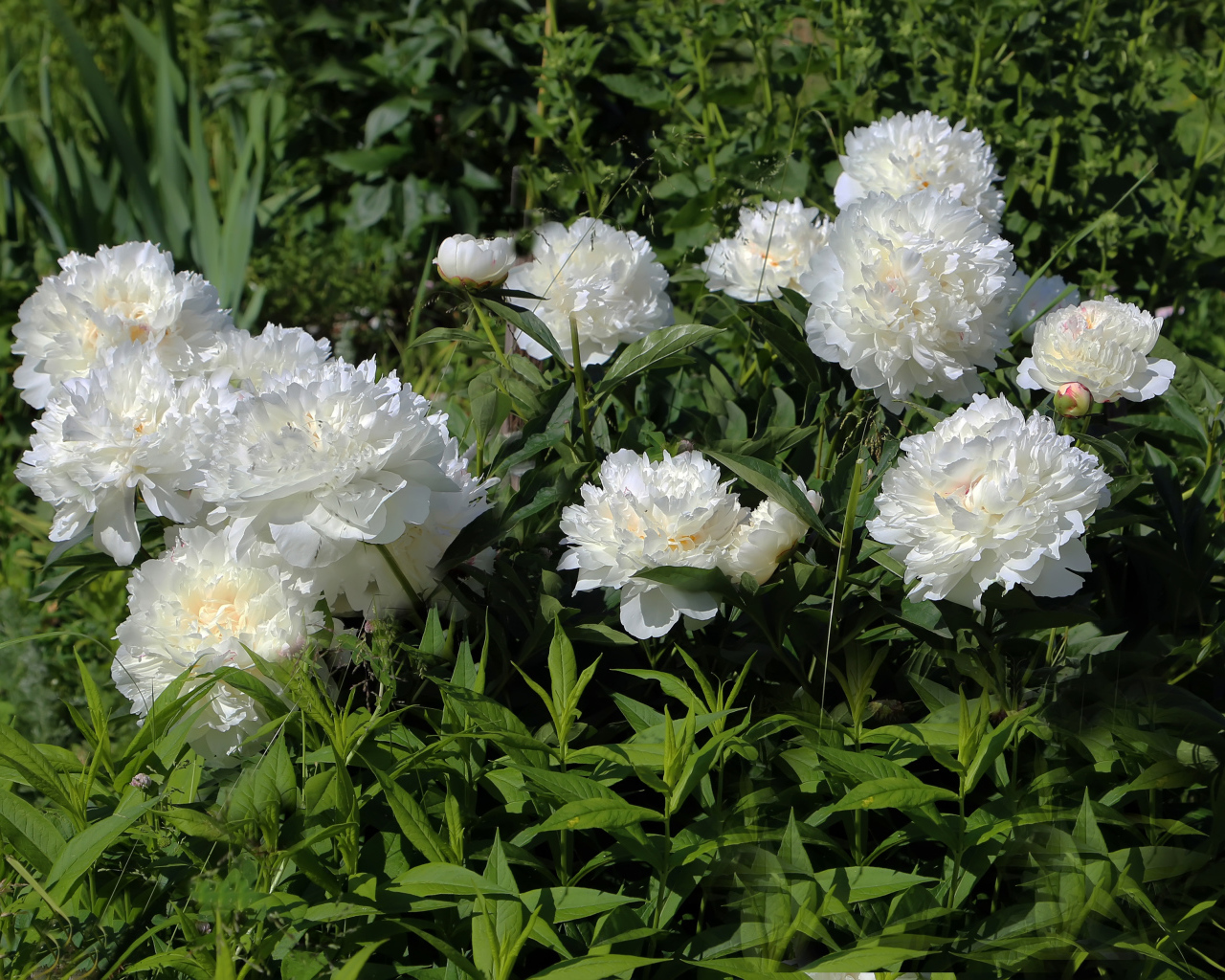 Красивые нежные белые пионы на клумбе