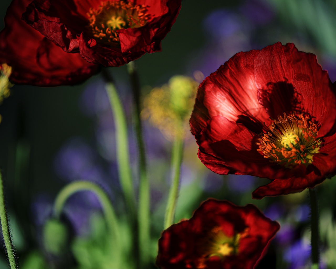 Красивые летние красные маки крупным планом 