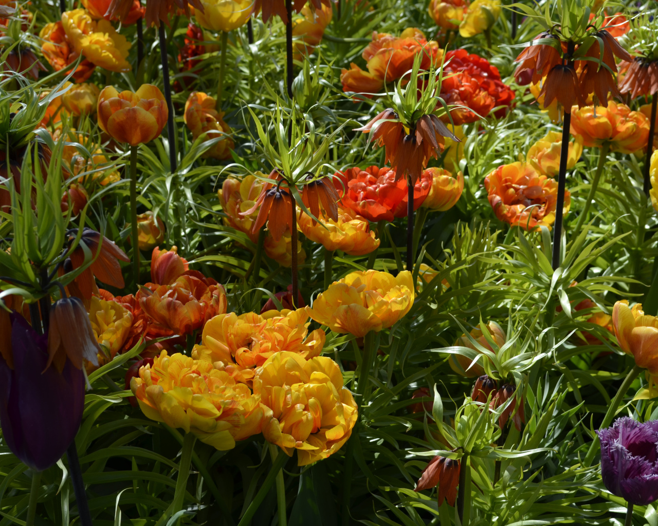 Красивые тюльпаны и рябчики на клумбе крупным планом