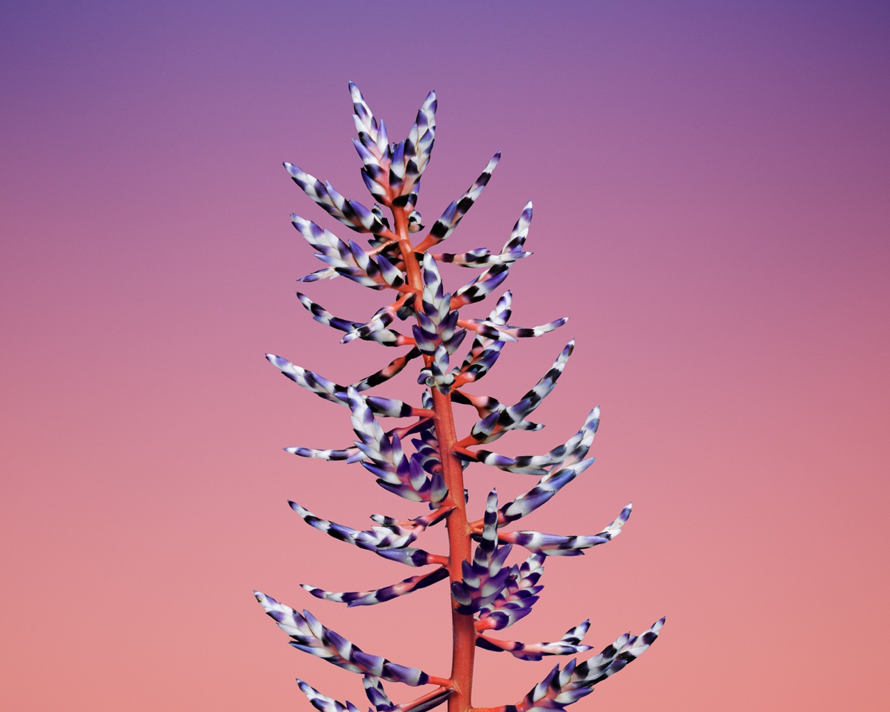 Красивый необычный цветок на розовом фоне