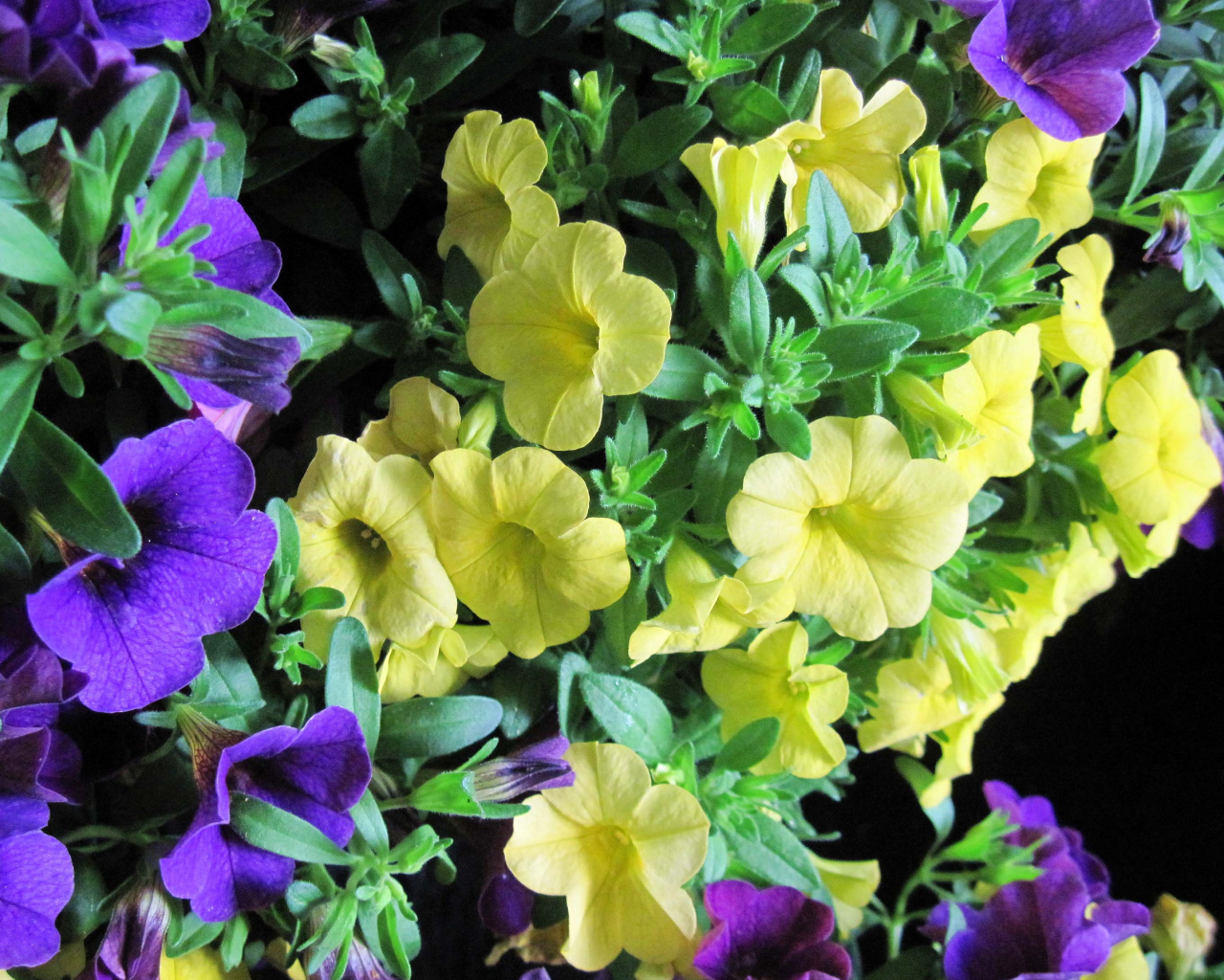 Красивые фиолетовые и желтые цветы петунии