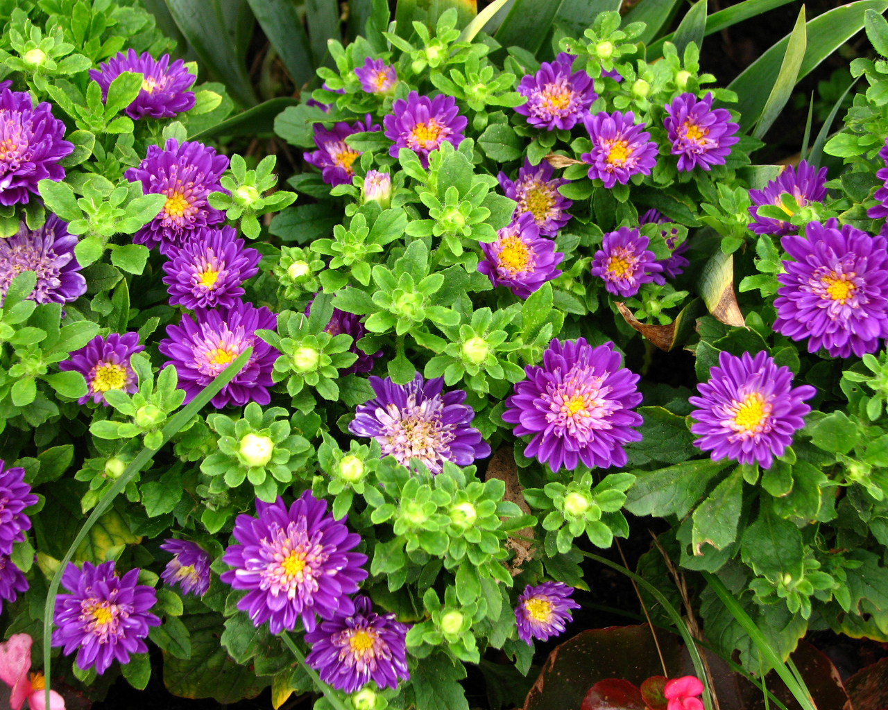 Красивые фиолетовые астры на клумбе 