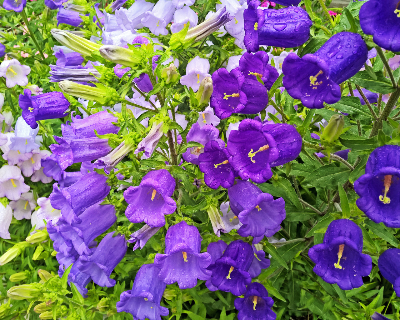 Красивые фиолетовые цветы колокольчики в каплях росы 