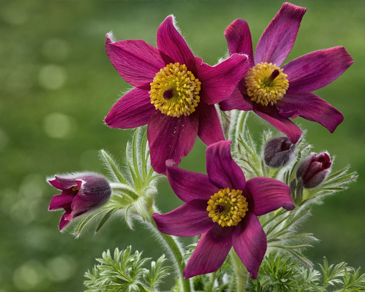 Красивые фиолетовые цветы прострел альпийский крупным планом