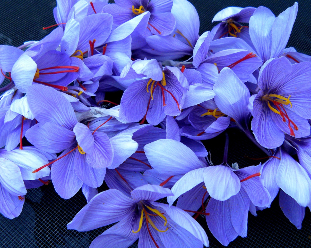 Красивые фиолетовые цветы шафран