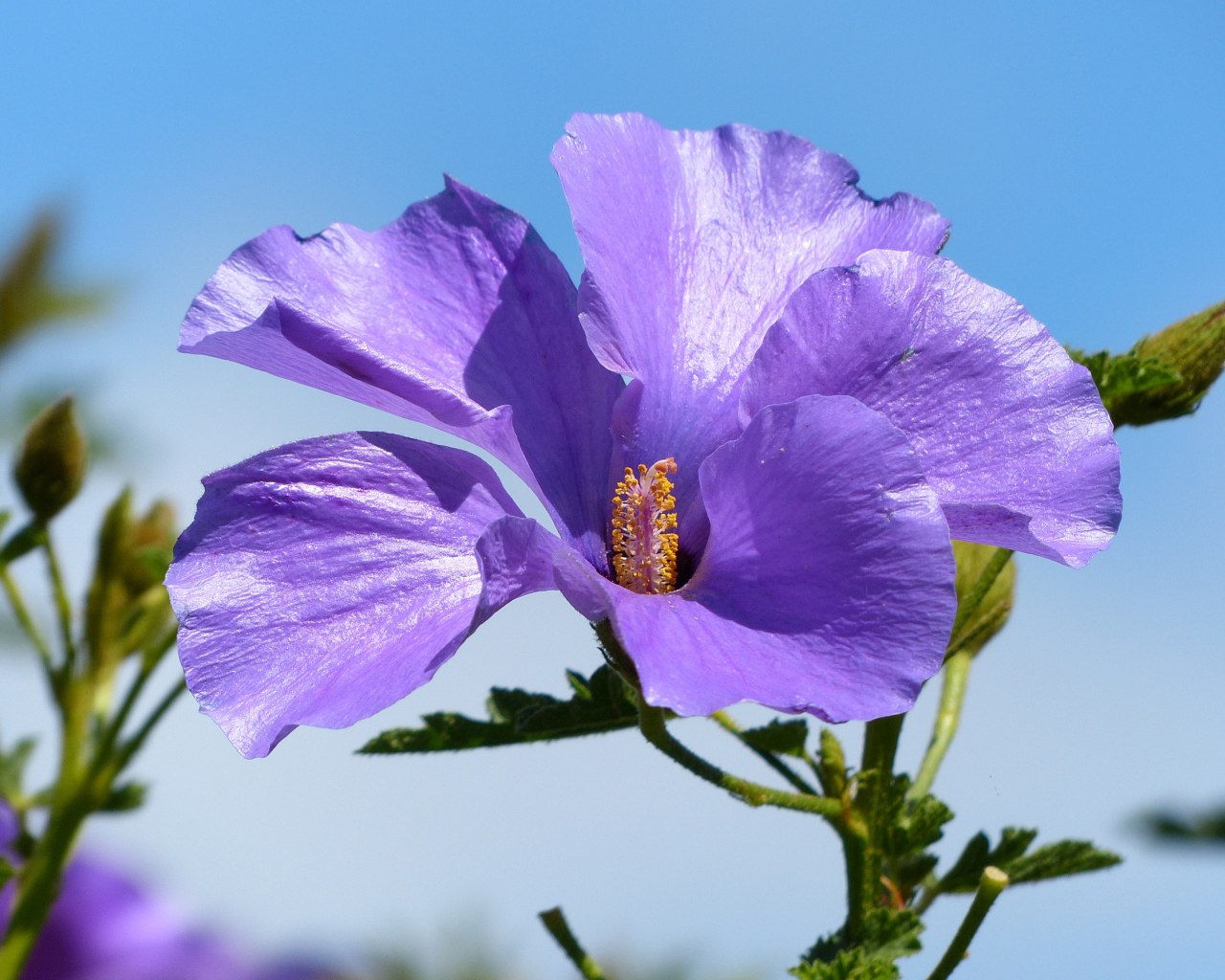 Красивый фиолетовый цветок гибискуса