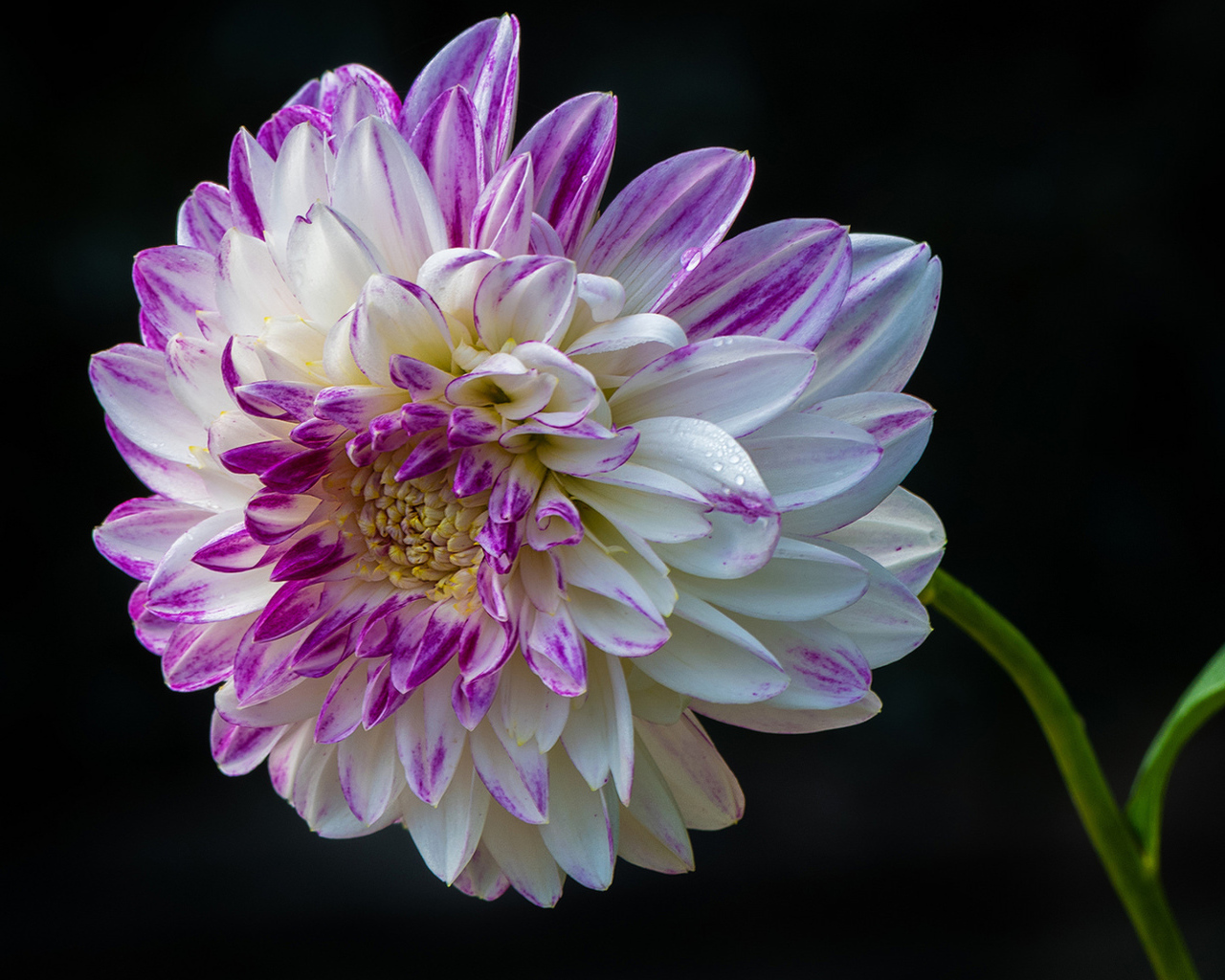 Красивая бело - сиреневая георгина на черном фоне 