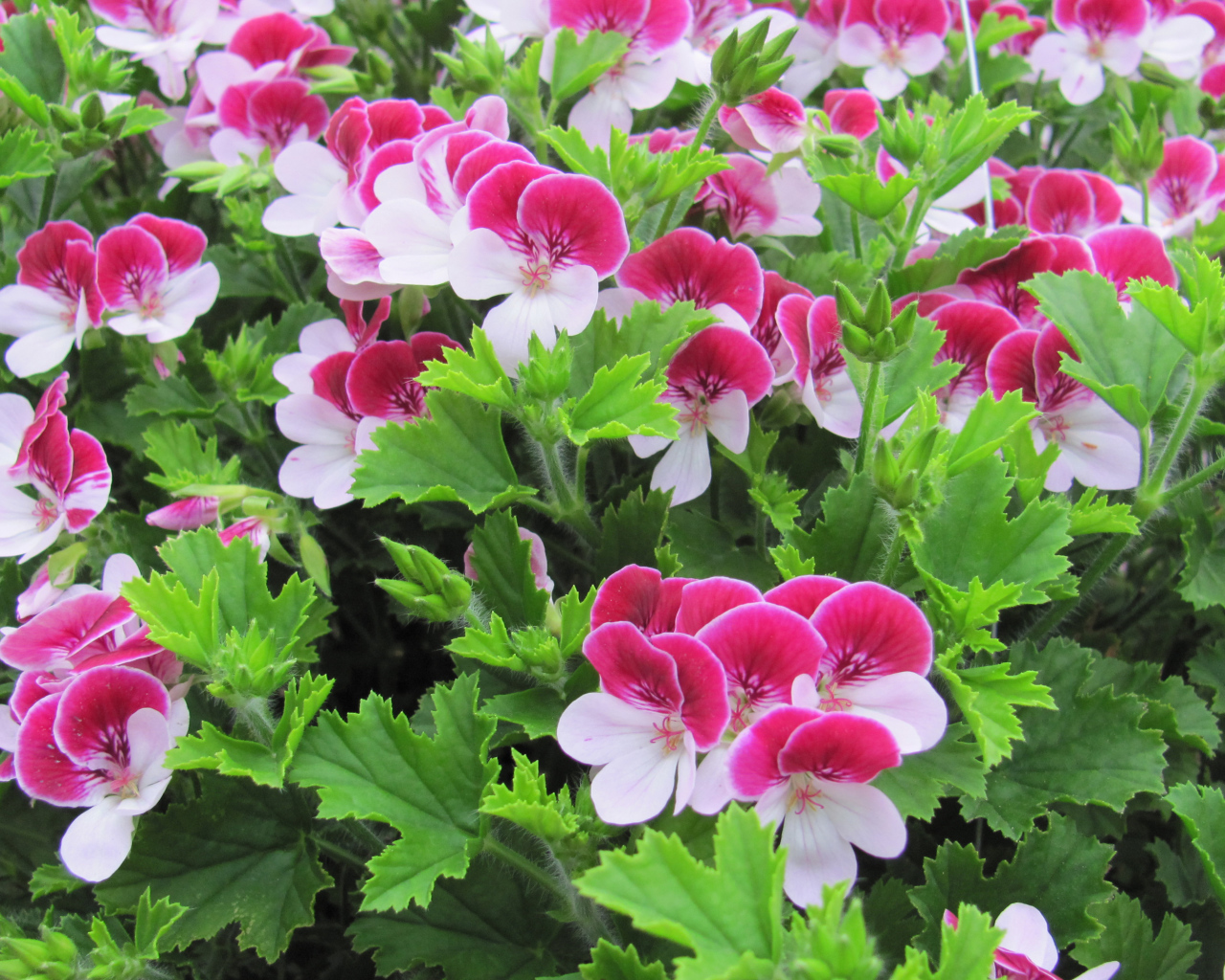 Красивые бело-розовые цветы герани