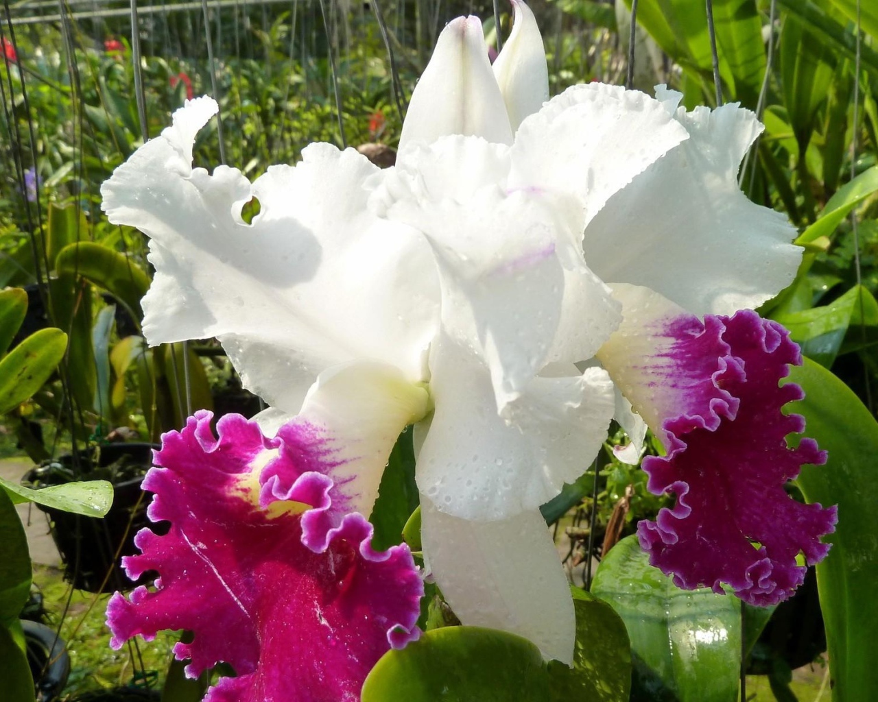 Красивый бело-розовый ирис в каплях воды на клумбе