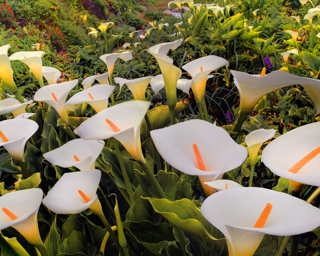 Красивые белые каллы 