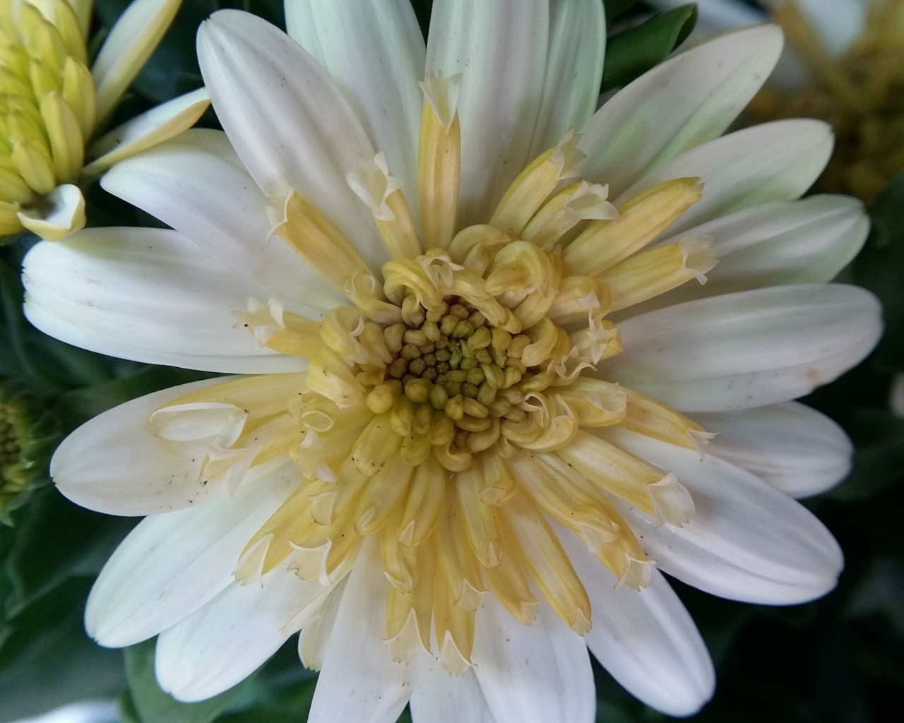 Красивый белый цветок хризантемы крупным планом