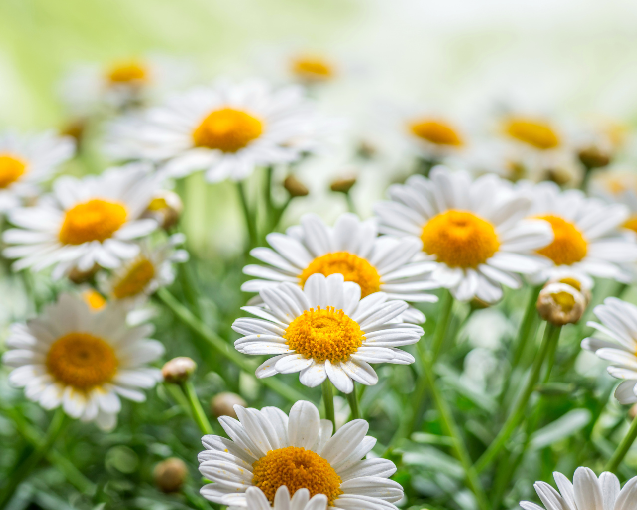 Красивые белые ромашки с желтой серединкой