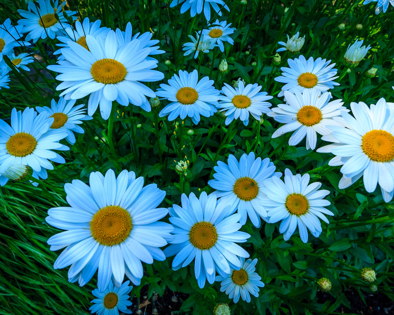 Красивые белые цветы ромашки на клумбе