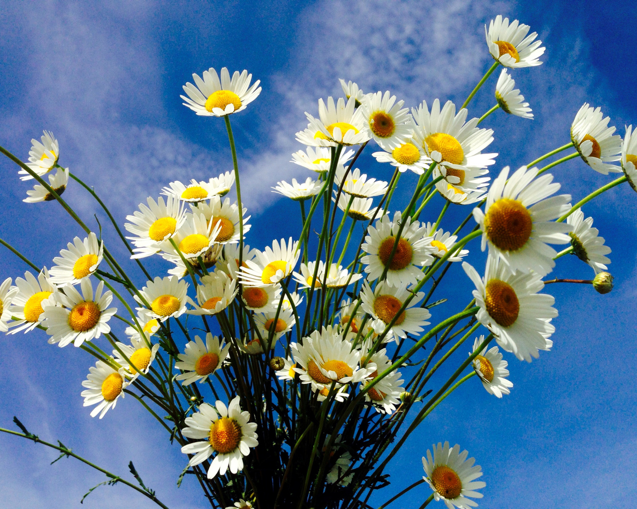 Красивые белые полевые ромашки на фоне голубого неба