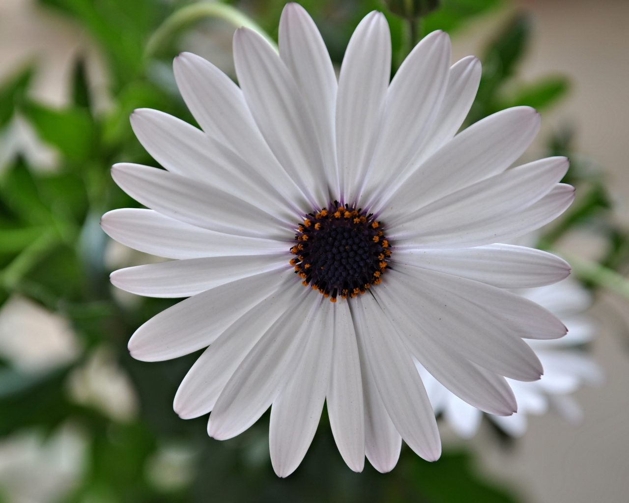 Красивый белый цветок Мезембриантемум крупным планом