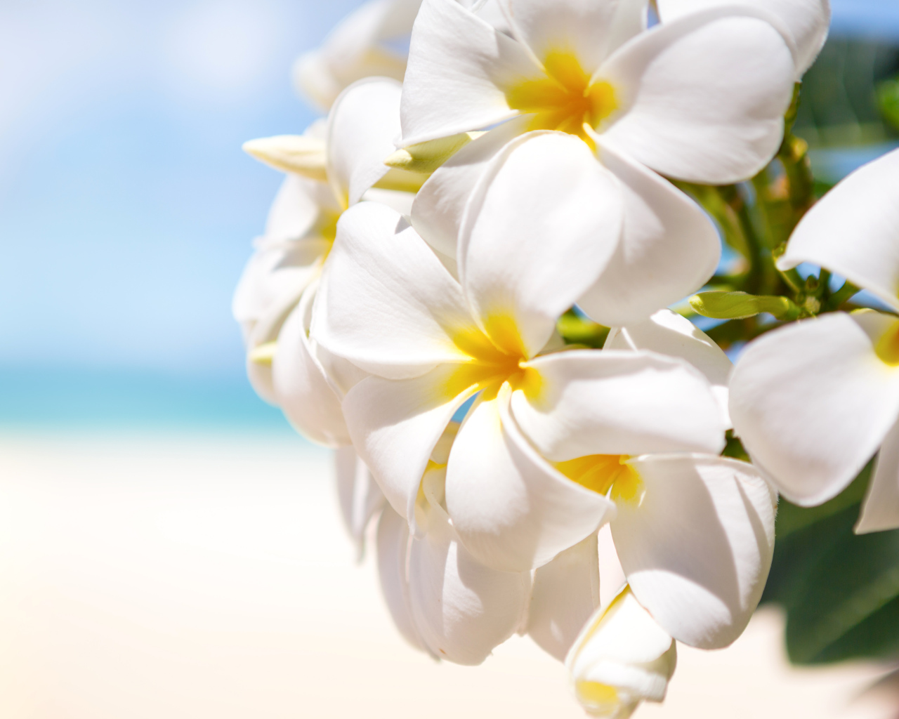 Красивые белые цветы Плюмерия крупным планом