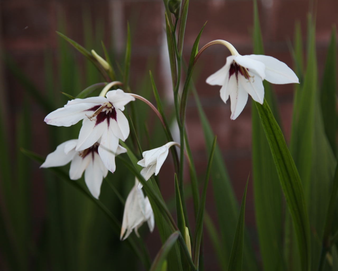 Красивые белые цветы ацидантера