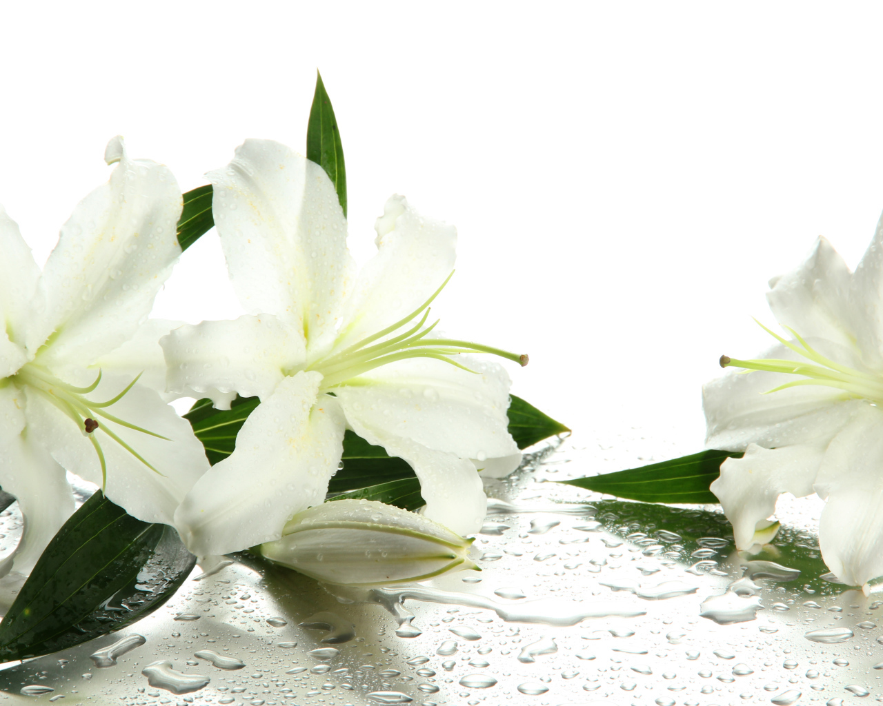Красивые белые лилии в каплях воды на белом фоне