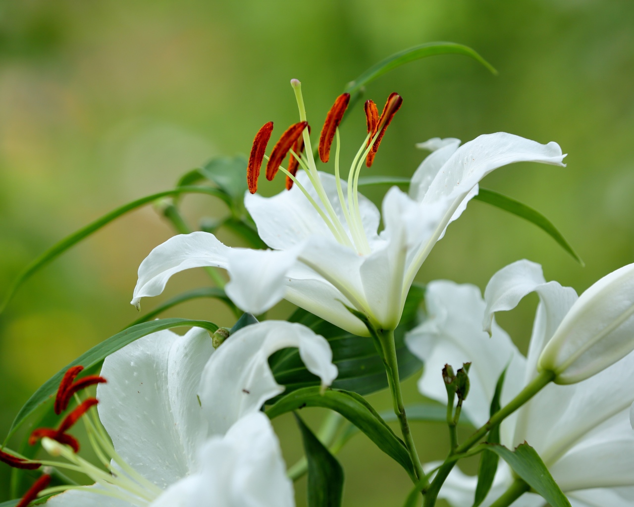 Красивый белый цветок лилии с бутонами и зелеными листьями