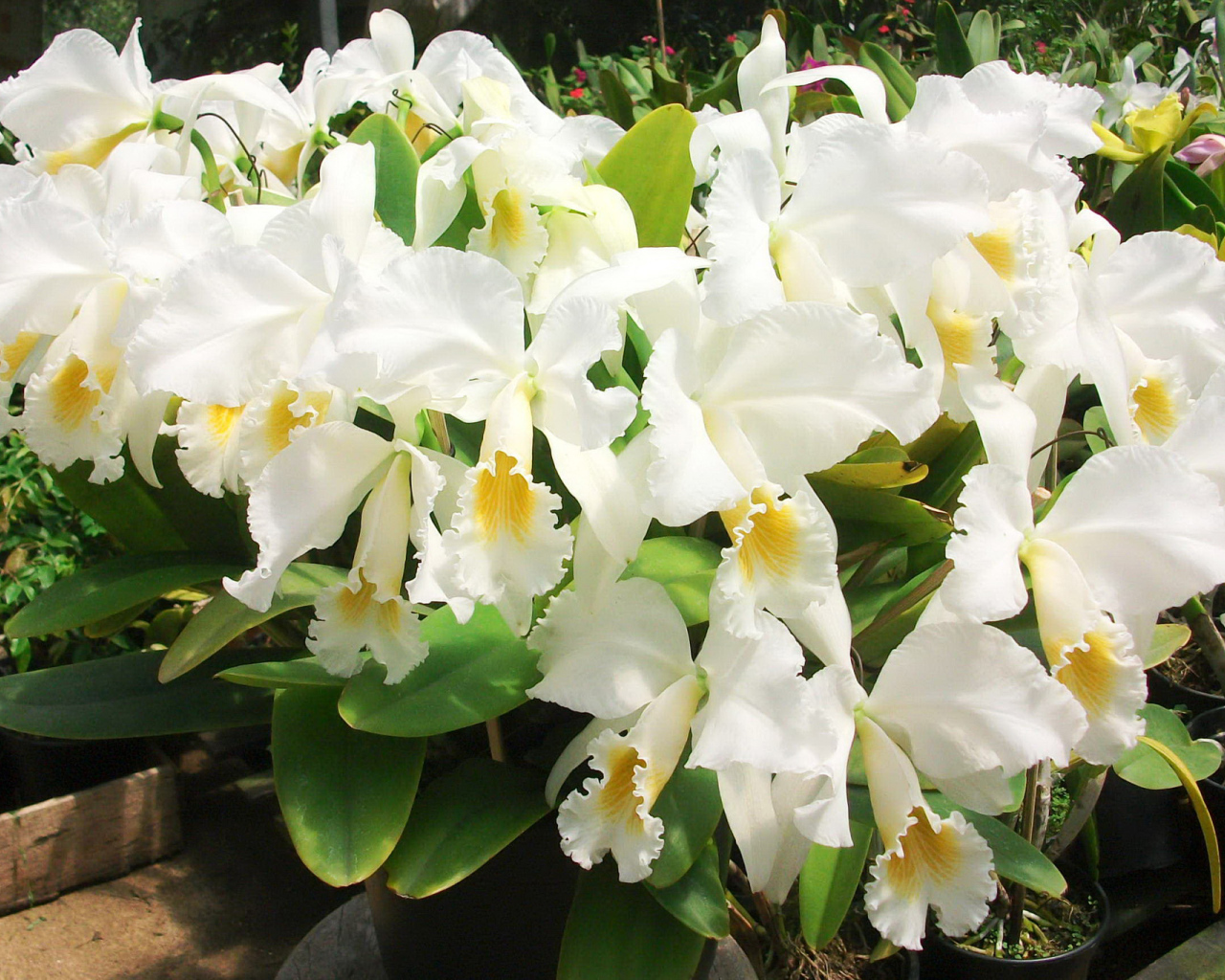 Красивые белые орхидеи на клумбе крупным планом