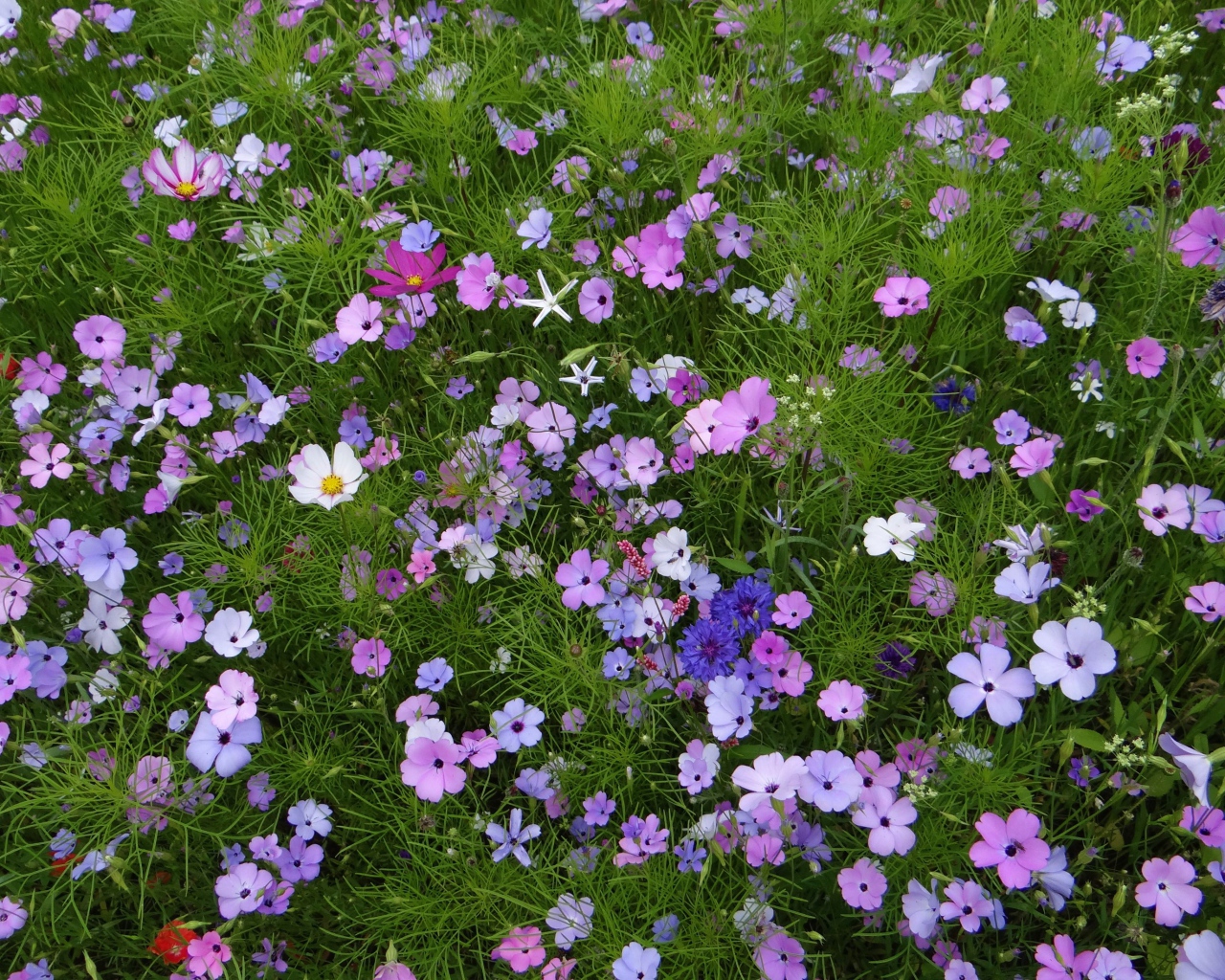 Красивые полевые цветы космея и голубые васильки