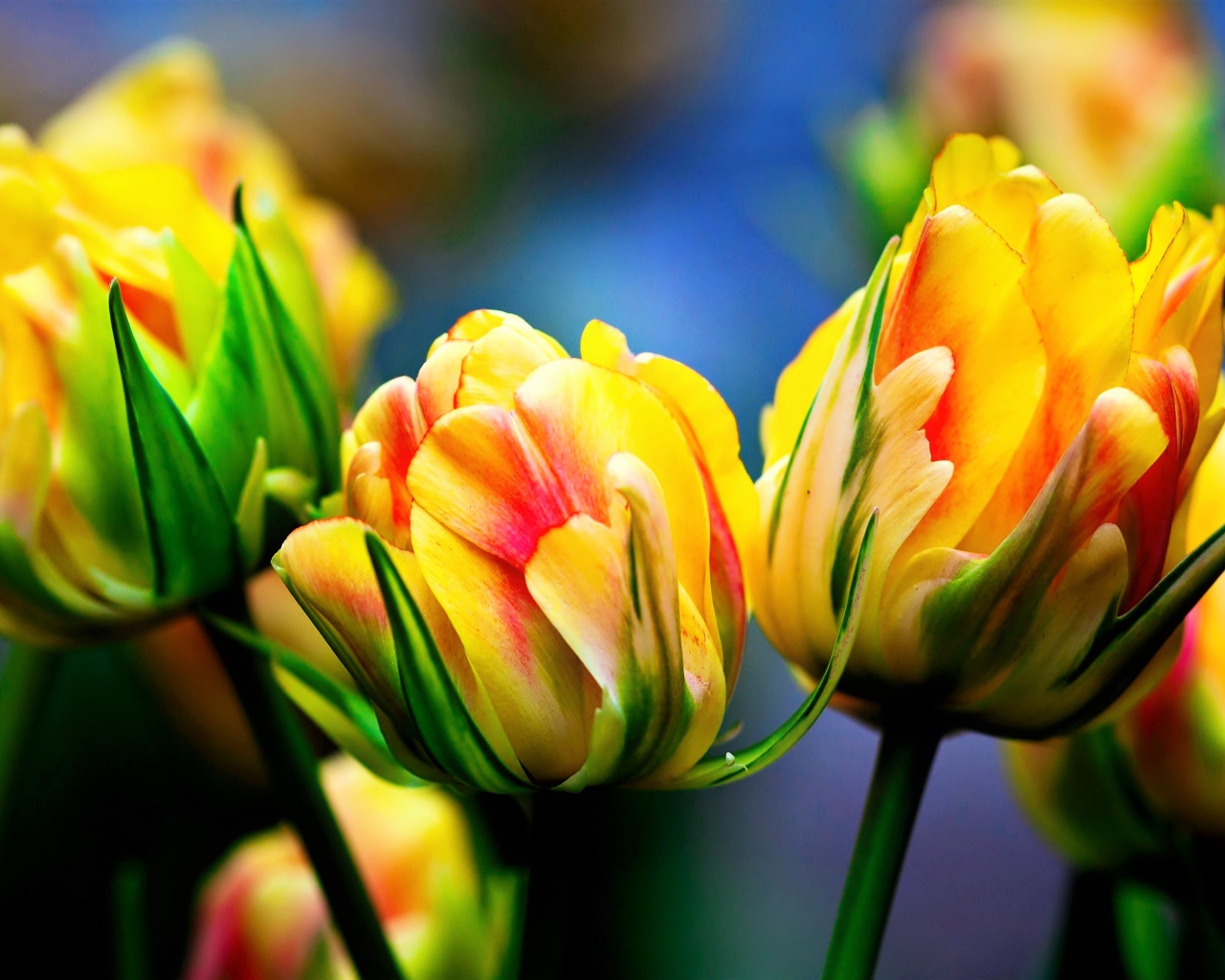 Красивые желто - красные тюльпаны крупным планом