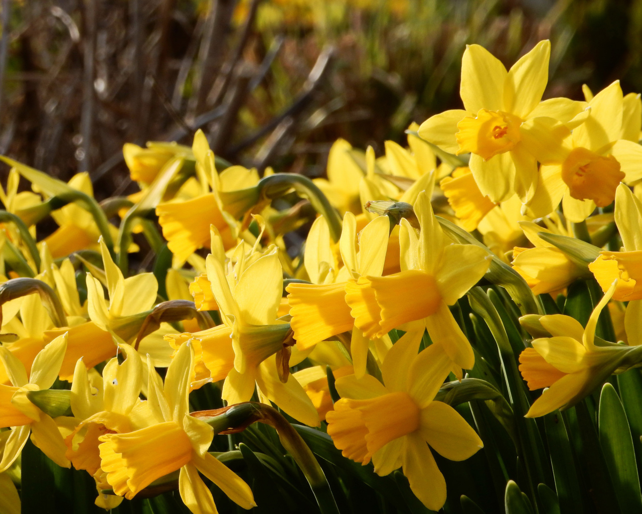 Красивые желтые нарциссы на клумбе 